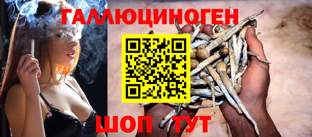 Псилоцибиновые грибы Psilocybe Карабулак